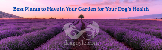 Best Plants to Have in Your Garden for Your Dog’s Health