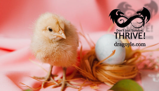 baby chick to be raised to produce eggs so we don't have to buy lower nutritional value eggs from the store