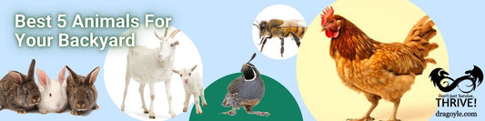 Best 5 Animals For Your Backyard
