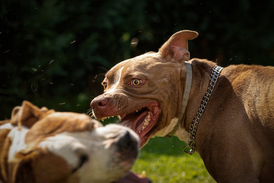 In The Middle of a Dog Fight