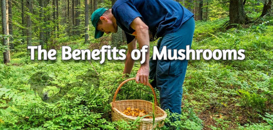 Foraging for mushrooms can provide a bounty of health benefits, but it requires education and careful identification. Always prioritize safety to ensure that the experience is both enjoyable and beneficial.