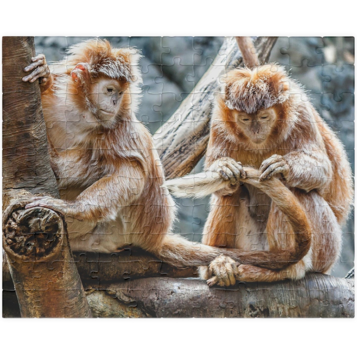 Get ready for endless fun with the Two Adorable Monkeys Puzzle! Featuring two playful monkeys in a stunning 110 to 1014 piece puzzle, this quirky and humorous puzzle is perfect for anyone who doesn't take themselves too seriously. With unique word play, double meanings, and a playful tone, this puzzle is sure to provide hours of entertainment.