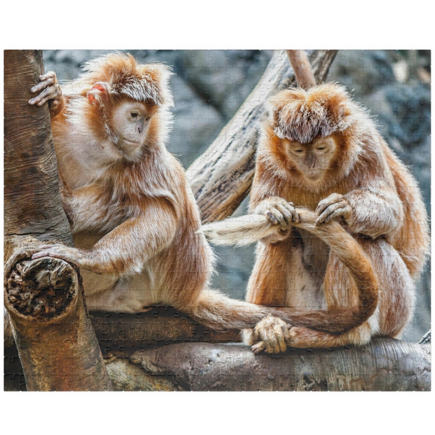 Get ready for endless fun with the Two Adorable Monkeys Puzzle! Featuring two playful monkeys in a stunning 110 to 1014 piece puzzle, this quirky and humorous puzzle is perfect for anyone who doesn't take themselves too seriously. With unique word play, double meanings, and a playful tone, this puzzle is sure to provide hours of entertainment.