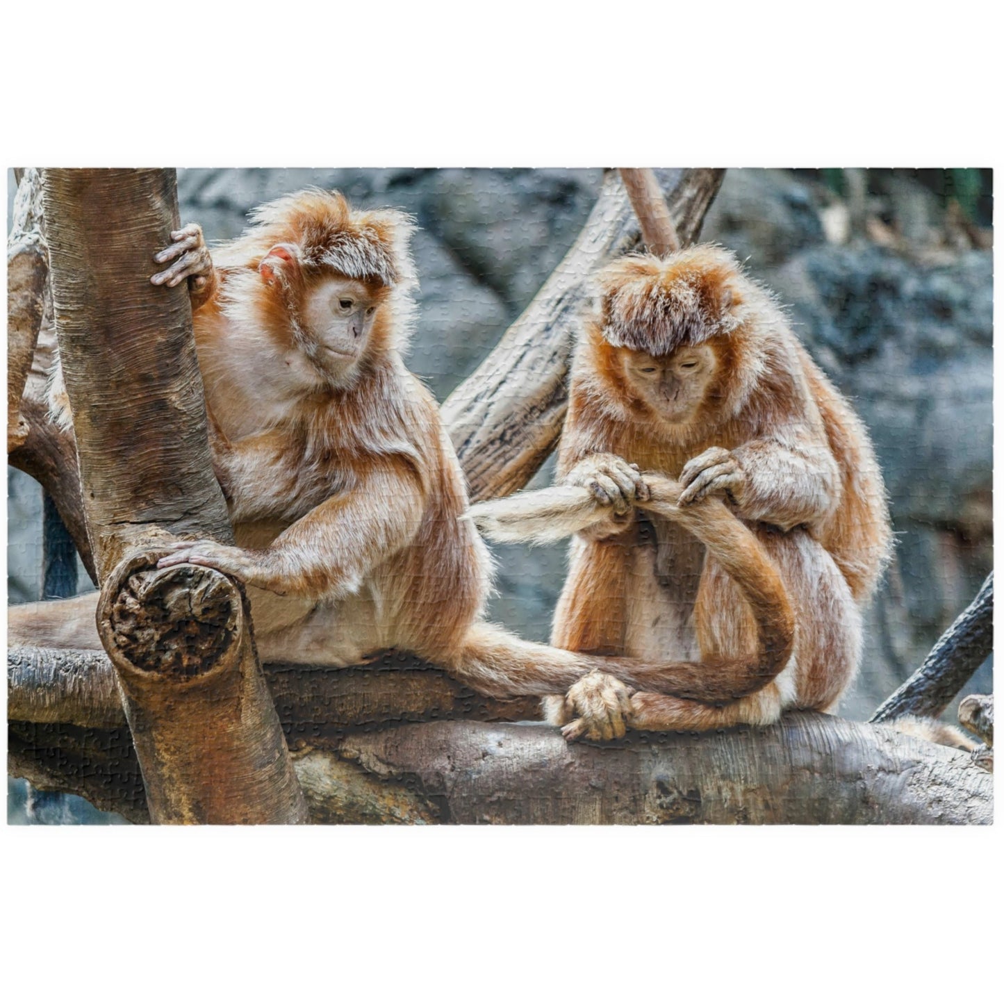 Get ready for endless fun with the Two Adorable Monkeys Puzzle! Featuring two playful monkeys in a stunning 110 to 1014 piece puzzle, this quirky and humorous puzzle is perfect for anyone who doesn't take themselves too seriously. With unique word play, double meanings, and a playful tone, this puzzle is sure to provide hours of entertainment.