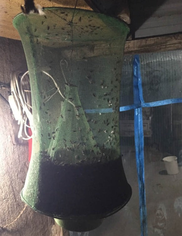 The Reusable Hanging Fly Trap is an effective way to reduce fly infestations. Featuring a reusable design, this trap is constructed with a superior adhesive that captures annoying insects in a mess-free, discreet way.