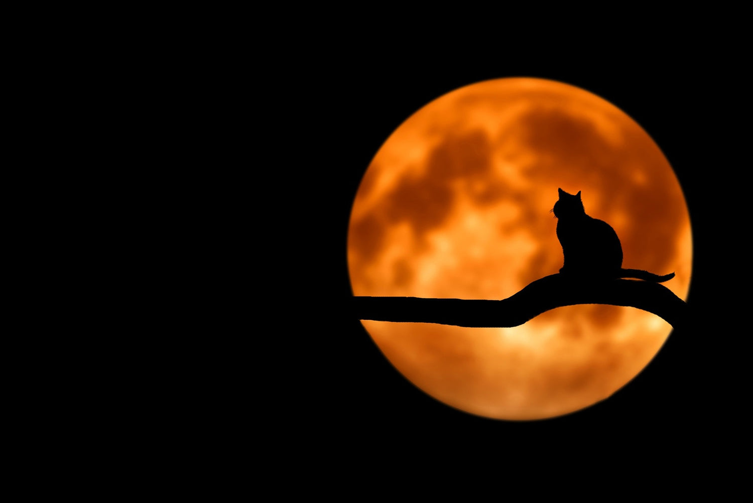 A beautiful picture of a black cat against the red moon for a perfect black background on a Halloween style store products and banners to celebrate and enjoy Halloween or other holidays