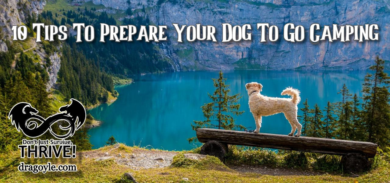 10 Tips To Prepare Your Dog To Go Camping