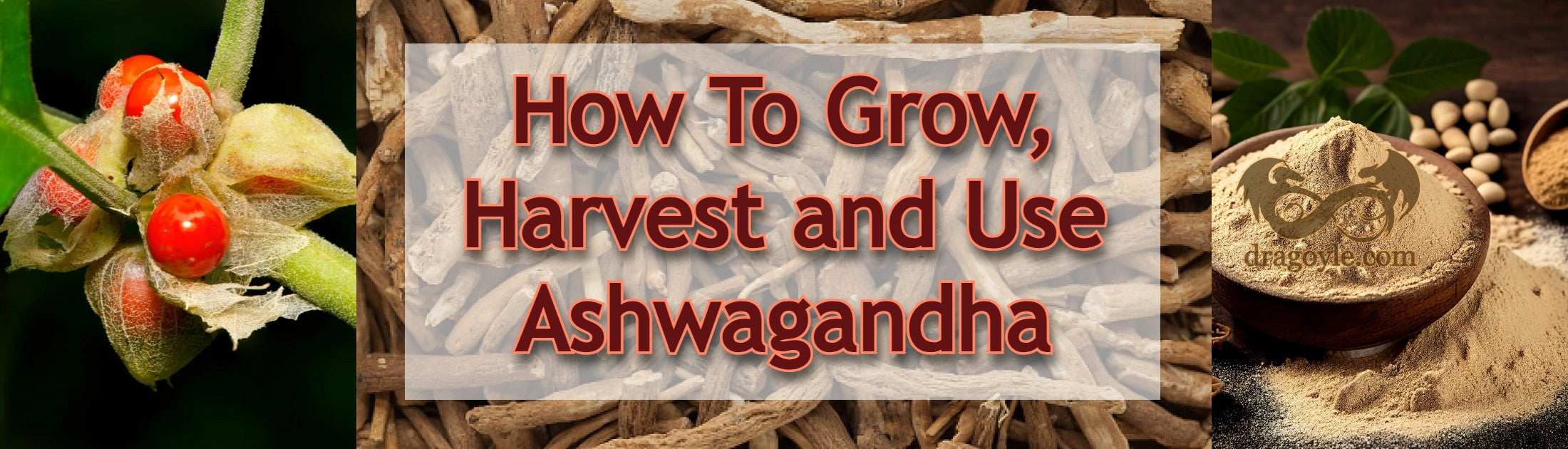 ashwagandha
