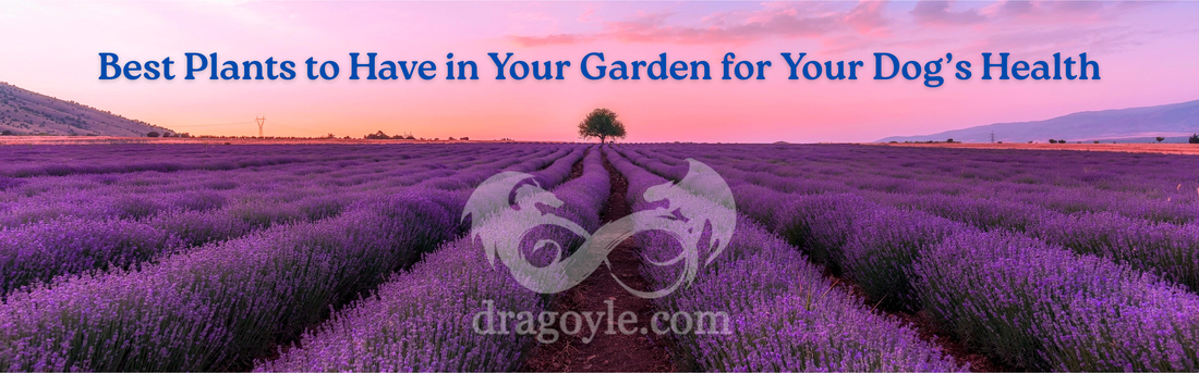 Best Plants to Have in Your Garden for Your Dog’s Health