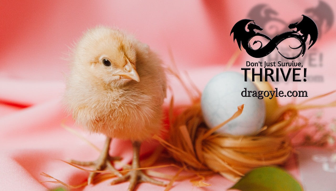 baby chick to be raised to produce eggs so we don't have to buy lower nutritional value eggs from the store