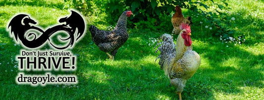 Raising chickens can be a fun and rewarding experience, but it requires careful planning and preparation.