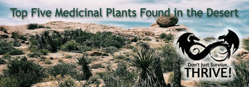 Top Five Medicinal Plants Found in the Desert
