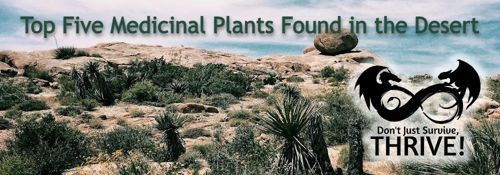 Top Five Medicinal Plants Found in the Desert