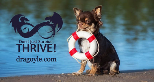 Why does a dog need a lifejacket? Dogs tend to be natural swimmers and are more likely than humans to survive a water emergency by swimming to safety.
