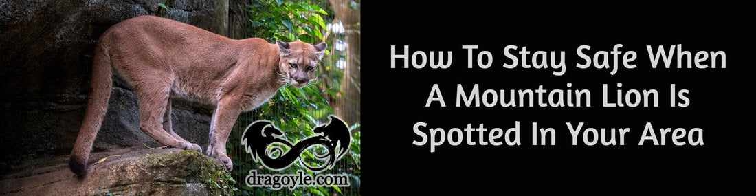 How To Stay Safe When A Mountain Lion Is Spotted In Your Area