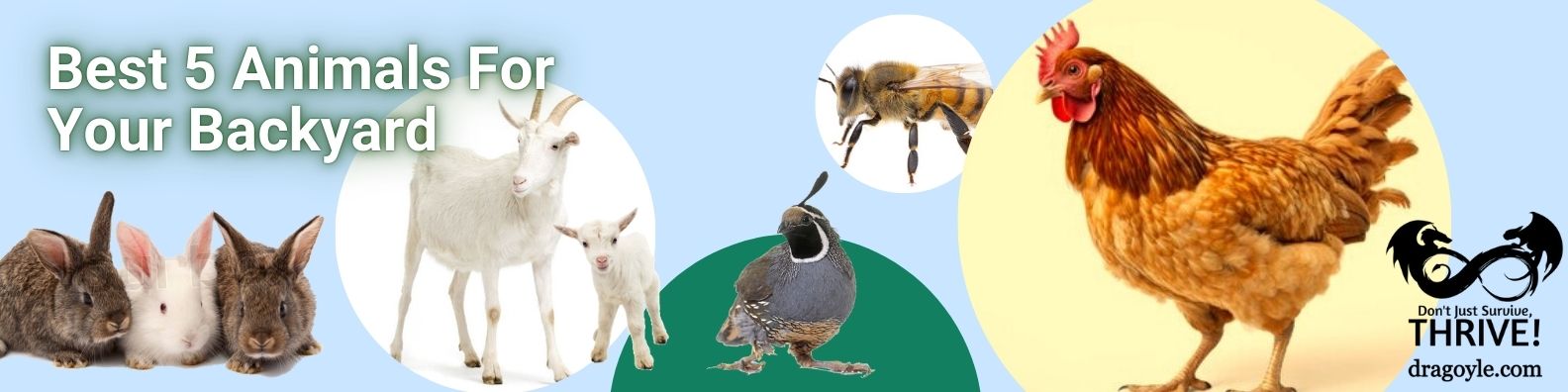 Best 5 Animals For Your Backyard