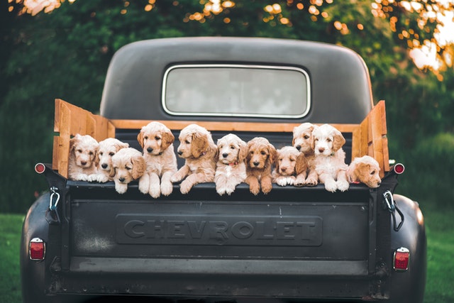 Just like a truck full of puppies, these are our favorite finds.