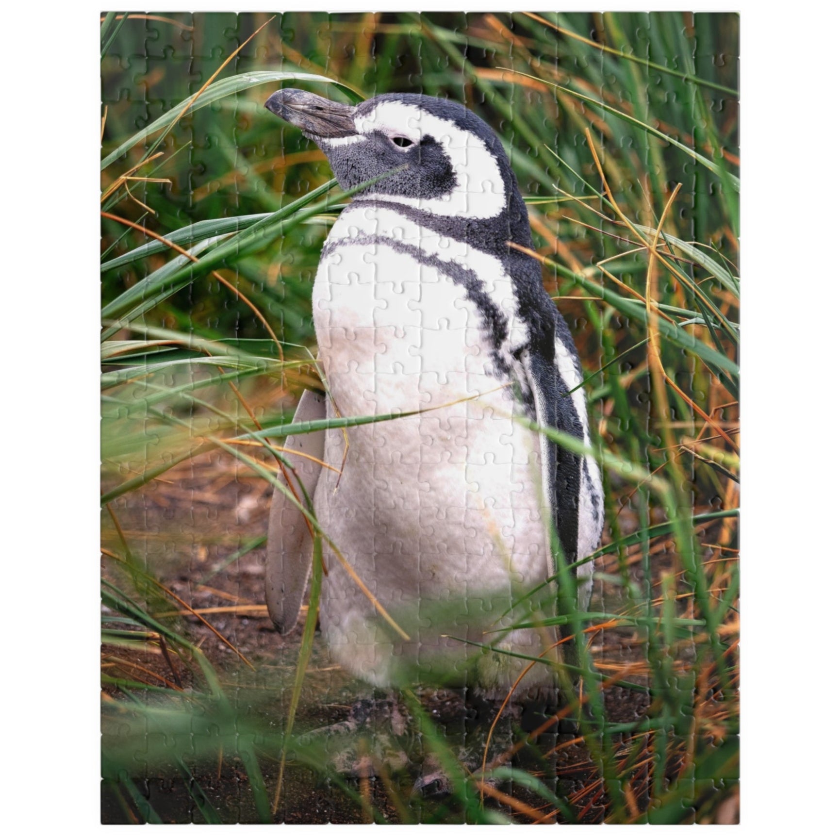 Get lost in the waddling world of our Penguin in The Reeds Puzzle! With 110 to 1014 pieces, this puzzle features a playful penguin hidden among the reeds. Unwind while piecing together this quirky and fun puzzle. 