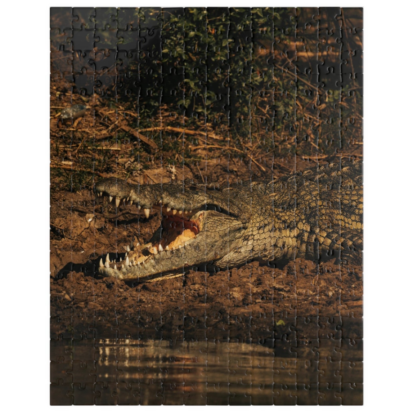 Unleash your adventurous spirit with our Crocodile Puzzle! Featuring 110-1014 pieces, this puzzle will challenge your mind and take you on a wild journey. With its unique crocodile design, it will keep you entertained for hours. Get ready to solve the challenge and conquer the crocodile!