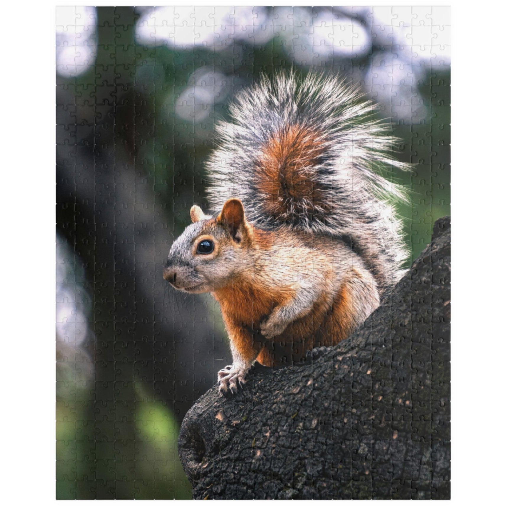 Get lost in nature with this playful Squirrel in The Park puzzle. With 110-1014 pieces, it's the perfect challenge for a lazy afternoon. Piece together this cute critter and enhance your puzzle skills.