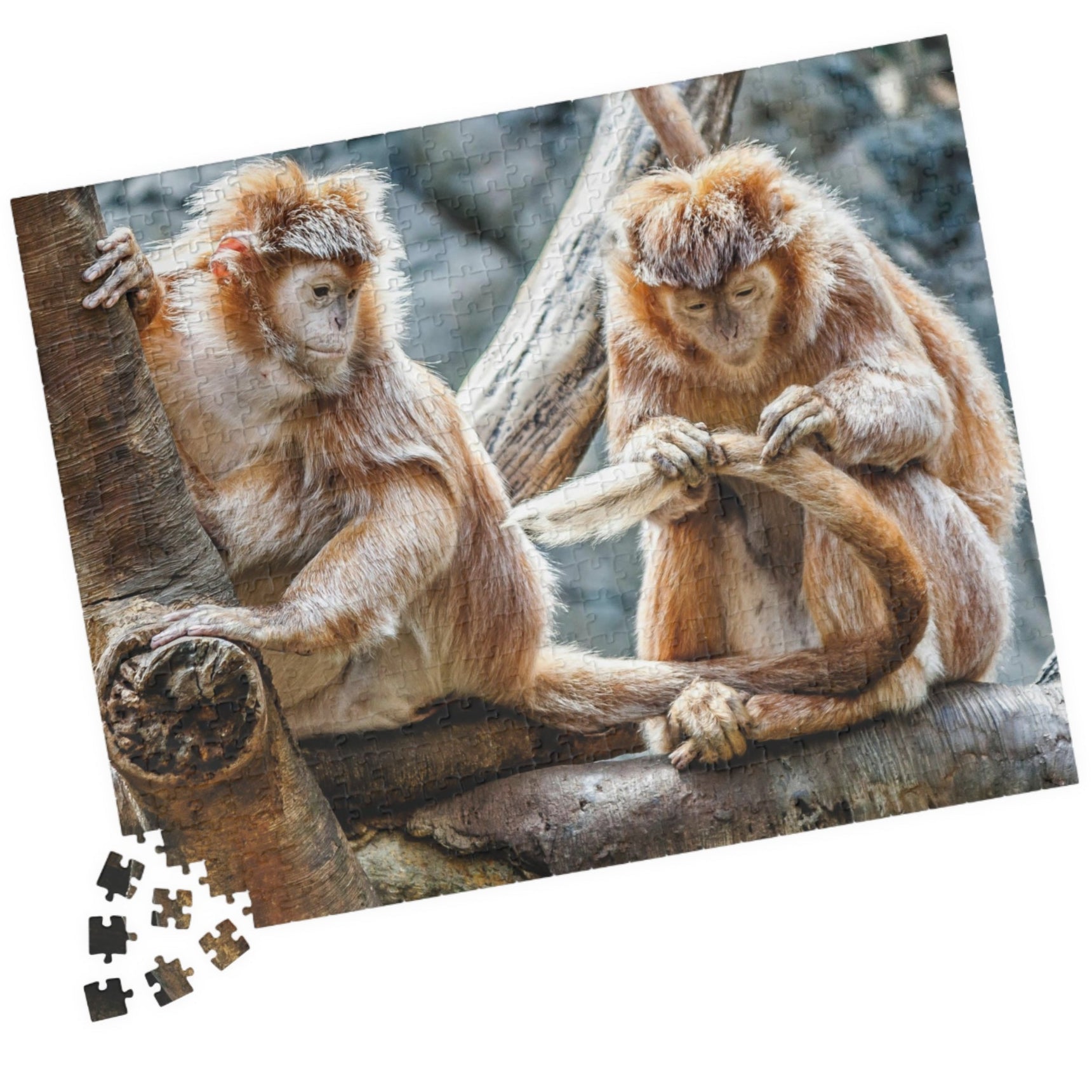 Get ready for endless fun with the Two Adorable Monkeys Puzzle! Featuring two playful monkeys in a stunning 110 to 1014 piece puzzle, this quirky and humorous puzzle is perfect for anyone who doesn't take themselves too seriously. With unique word play, double meanings, and a playful tone, this puzzle is sure to provide hours of entertainment.