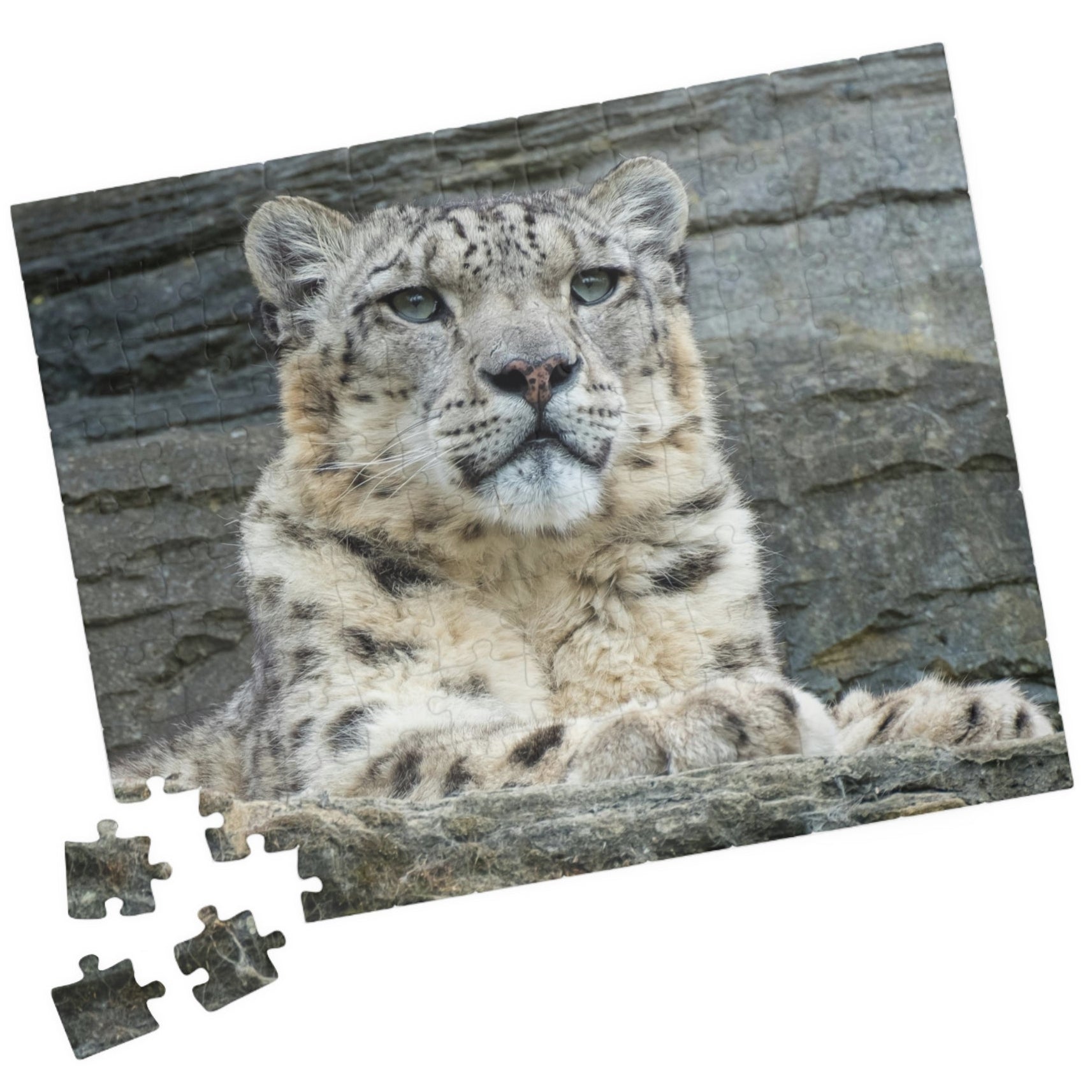 Join the wild adventure with our Royal Snow Leopard Puzzle! With 110 to 1014 pieces, this puzzle will challenge you to piece together the majestic snow leopard in its natural habitat. Unleash your inner risk-taker as you embark on this thrilling puzzle journey!