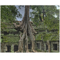 Explore the ancient world with our Overgrown Tree House Puzzle. With 110 to 1014 pieces, this puzzle offers hours of challenge and satisfaction. Discover the beauty and mystery of the tree house as you piece together the intricate details of this ancient structure. Perfect for puzzle enthusiasts and history buffs alike.