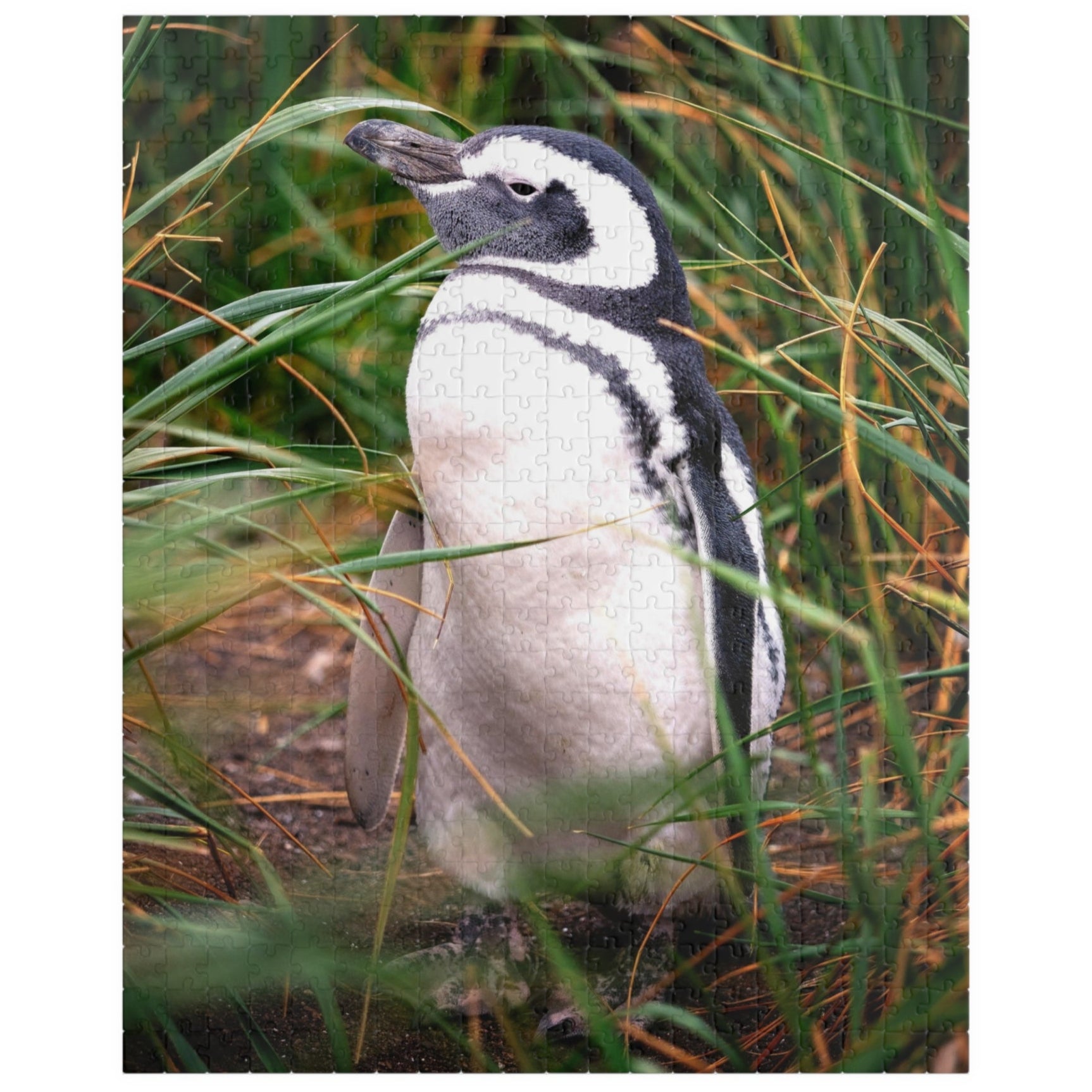 Get lost in the waddling world of our Penguin in The Reeds Puzzle! With 110 to 1014 pieces, this puzzle features a playful penguin hidden among the reeds. Unwind while piecing together this quirky and fun puzzle. 