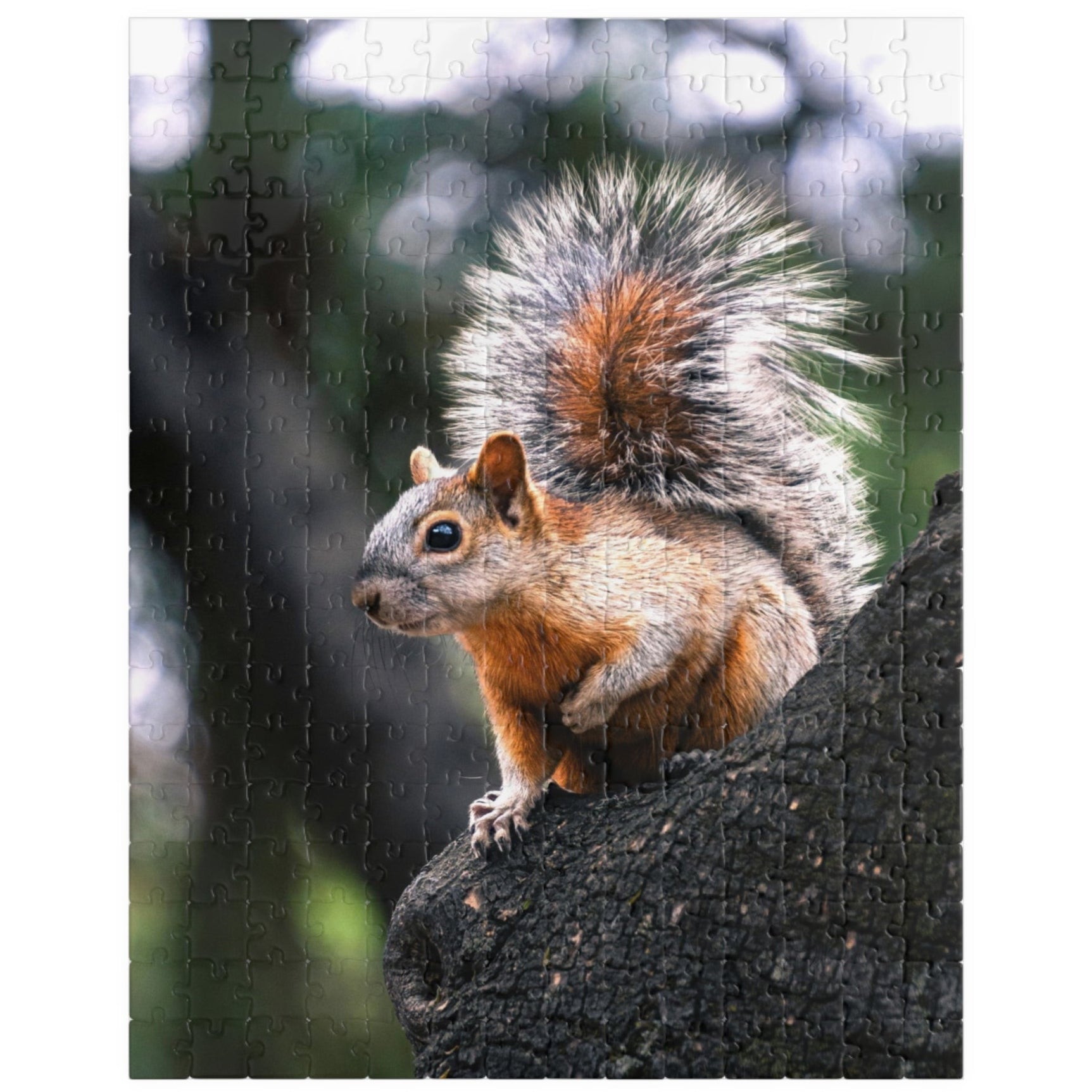 Get lost in nature with this playful Squirrel in The Park puzzle. With 110-1014 pieces, it's the perfect challenge for a lazy afternoon. Piece together this cute critter and enhance your puzzle skills.