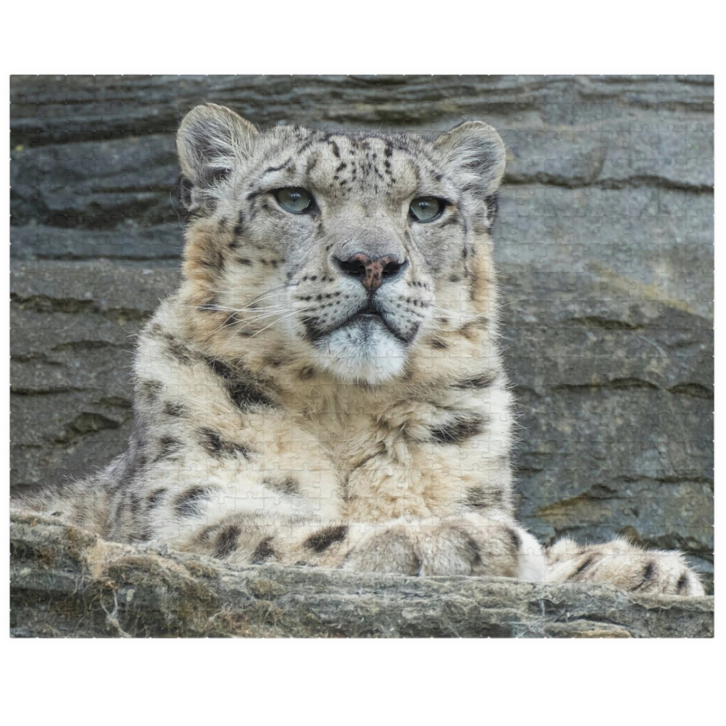 Join the wild adventure with our Royal Snow Leopard Puzzle! With 110 to 1014 pieces, this puzzle will challenge you to piece together the majestic snow leopard in its natural habitat. Unleash your inner risk-taker as you embark on this thrilling puzzle journey!