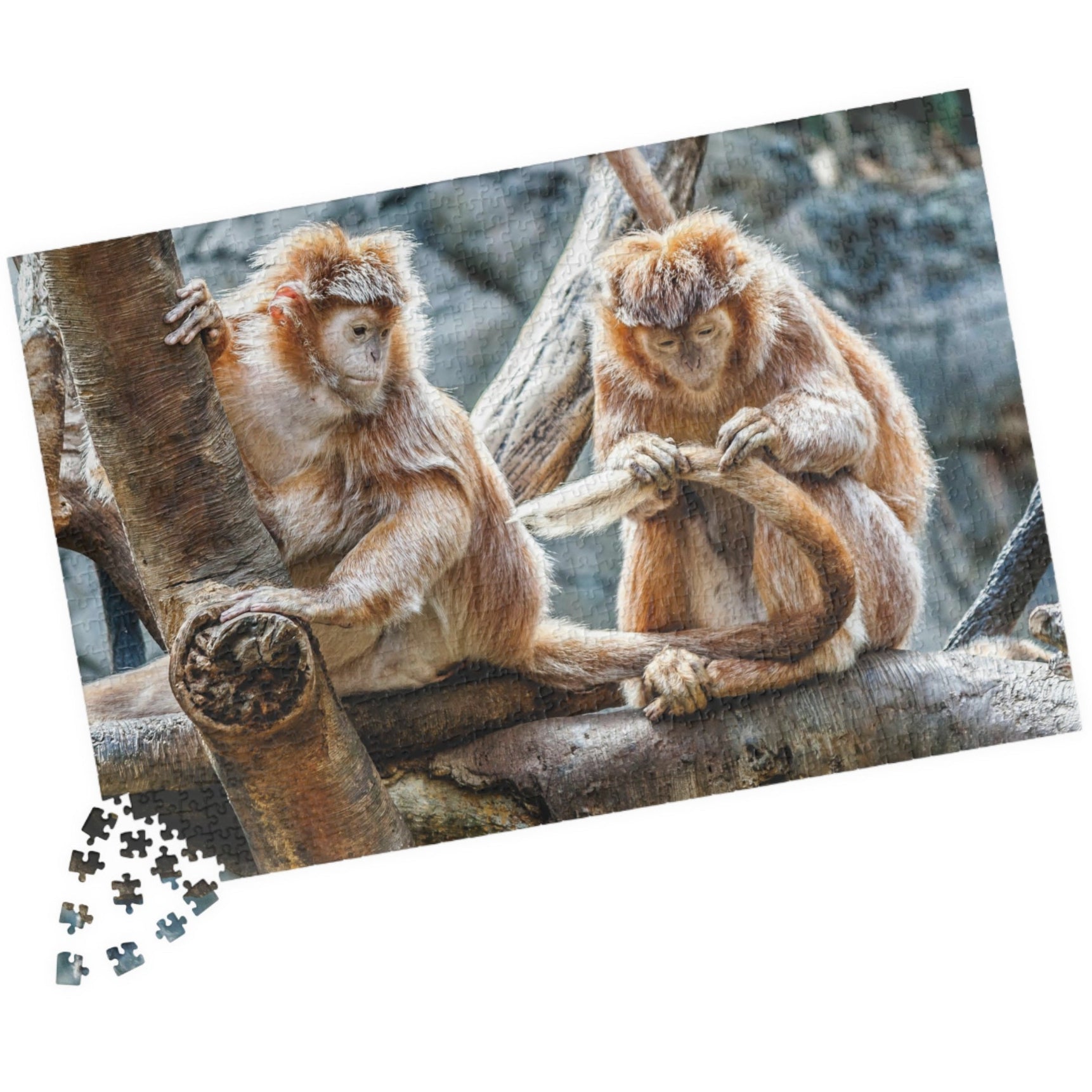 Get ready for endless fun with the Two Adorable Monkeys Puzzle! Featuring two playful monkeys in a stunning 110 to 1014 piece puzzle, this quirky and humorous puzzle is perfect for anyone who doesn't take themselves too seriously. With unique word play, double meanings, and a playful tone, this puzzle is sure to provide hours of entertainment.