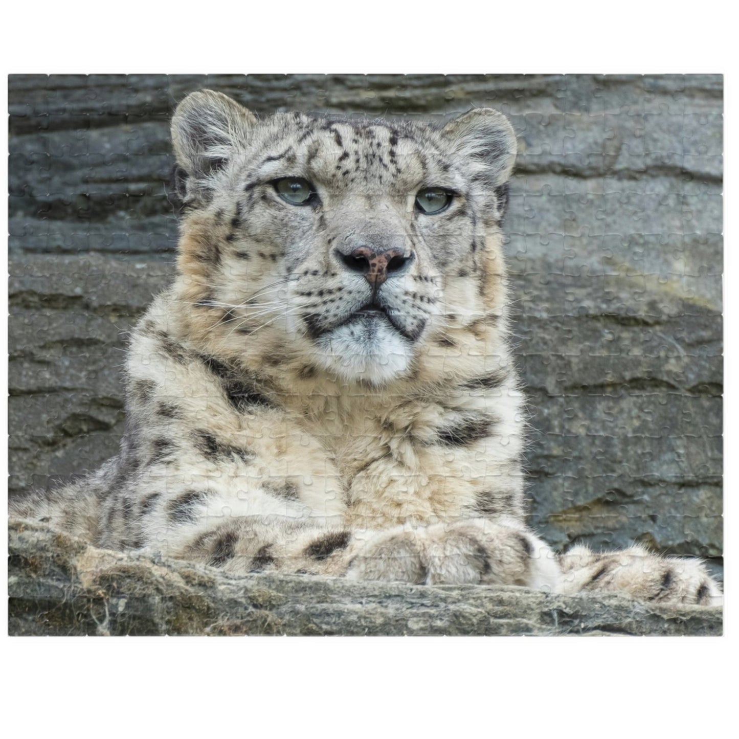 Join the wild adventure with our Royal Snow Leopard Puzzle! With 110 to 1014 pieces, this puzzle will challenge you to piece together the majestic snow leopard in its natural habitat. Unleash your inner risk-taker as you embark on this thrilling puzzle journey!