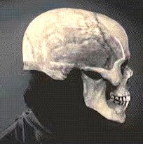 A skull model or prop shown in profile against a dark background, with a black garment or shadow behind it.