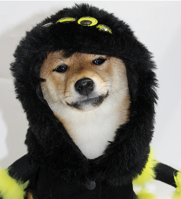 A Shiba Inu dog wearing a black furry monster costume hood with yellow eyes and a black button closure, photographed against a plain white background.