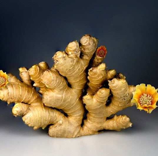 Digital Download 10 Powerful Anti-Inflammatory Herbs and Spices to Add to Your Daily Routine