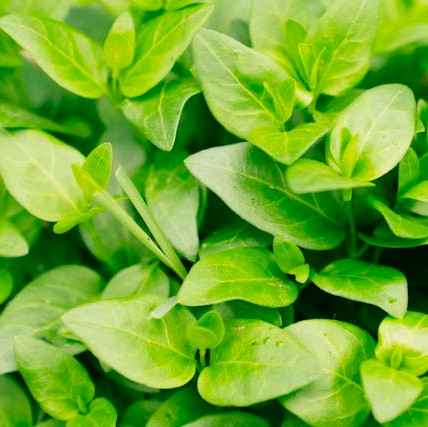 Digital Download 10 Powerful Anti-Inflammatory Herbs and Spices to Add to Your Daily Routine