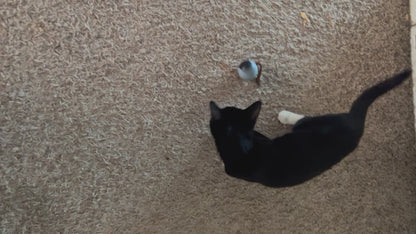 Self-Rotating Cat Play Ball