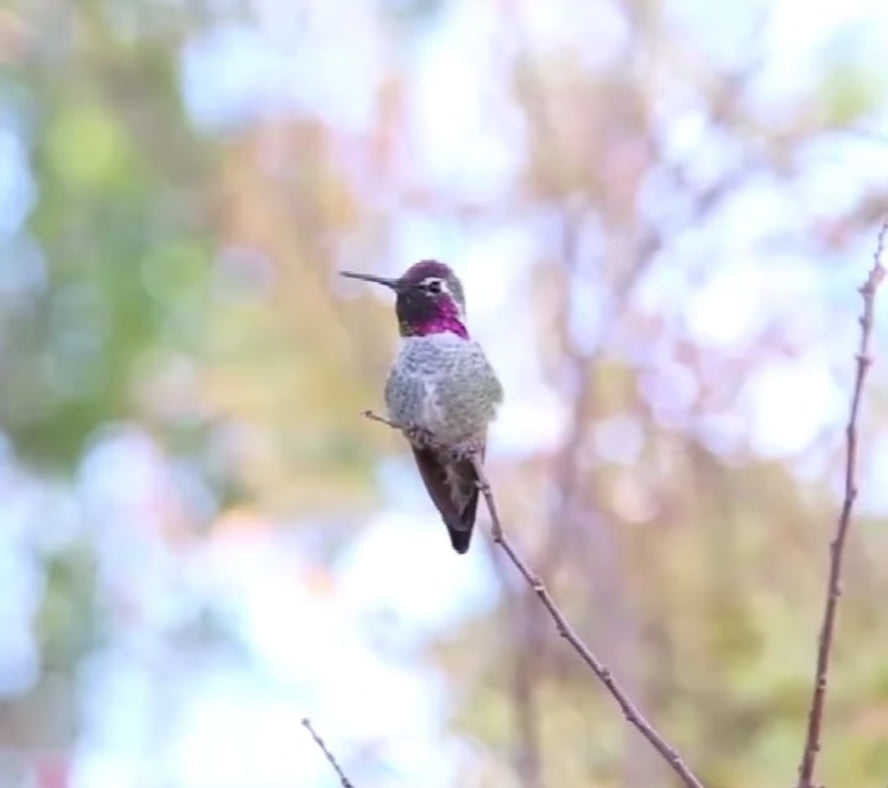 This adorable hand crafted hanging hummingbird house is the perfect gift for those that love nature. There are 3 different designs to choose from to enhance your patio, porch, treehouse, yard. 