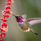 This adorable hand crafted hanging hummingbird house is the perfect gift for those that love nature. There are 3 different designs to choose from to enhance your patio, porch, treehouse, yard. 