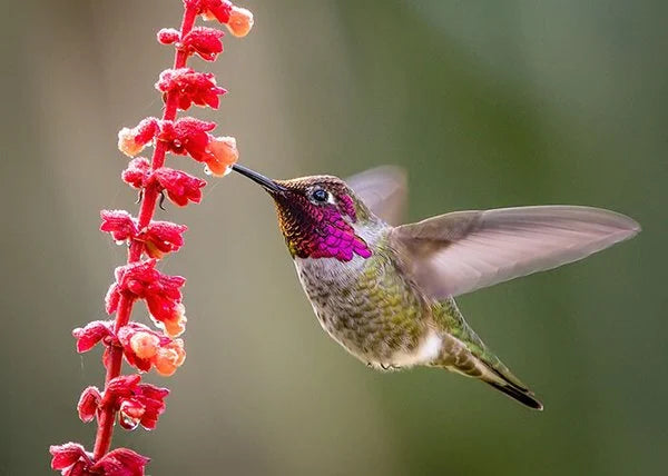 This adorable hand crafted hanging hummingbird house is the perfect gift for those that love nature. There are 3 different designs to choose from to enhance your patio, porch, treehouse, yard. 